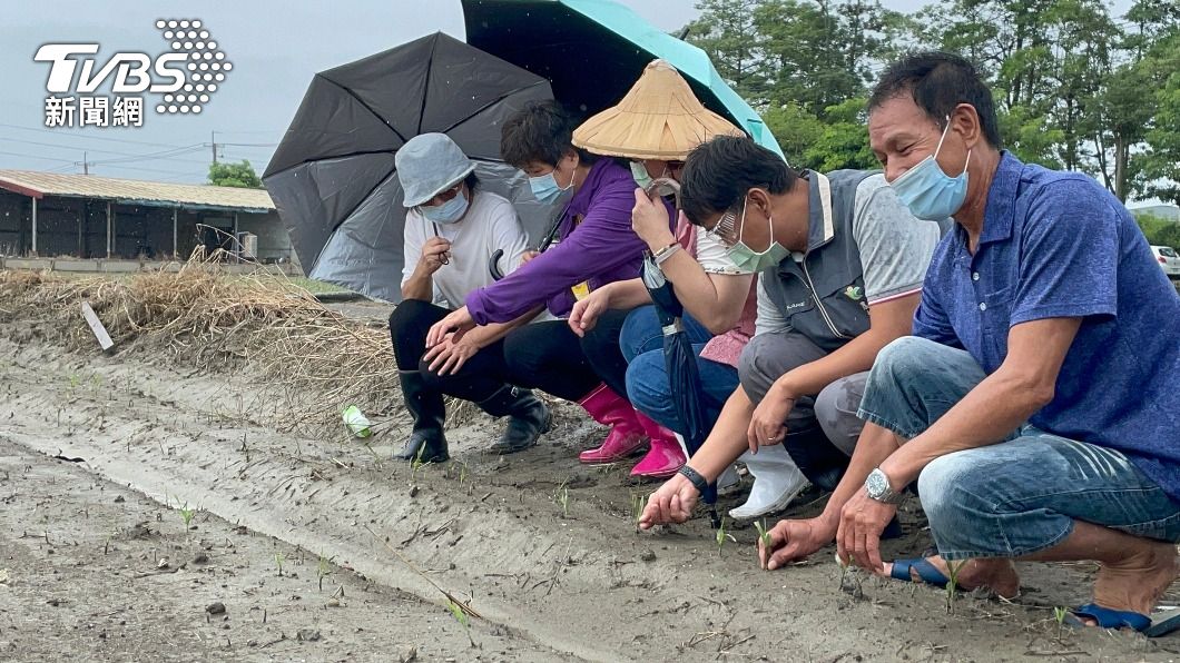 雲林農損逾3300萬 4種作物達天然災害現金補助
