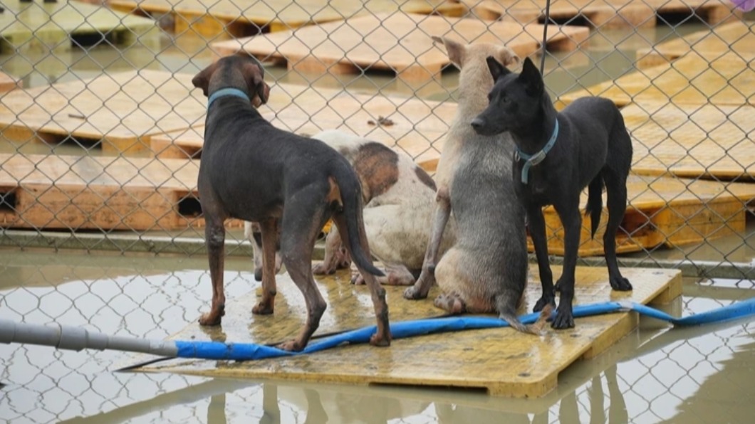 連日暴雨狗園飼料全報銷!看浪浪泡水 黃媽媽哽咽:很難過