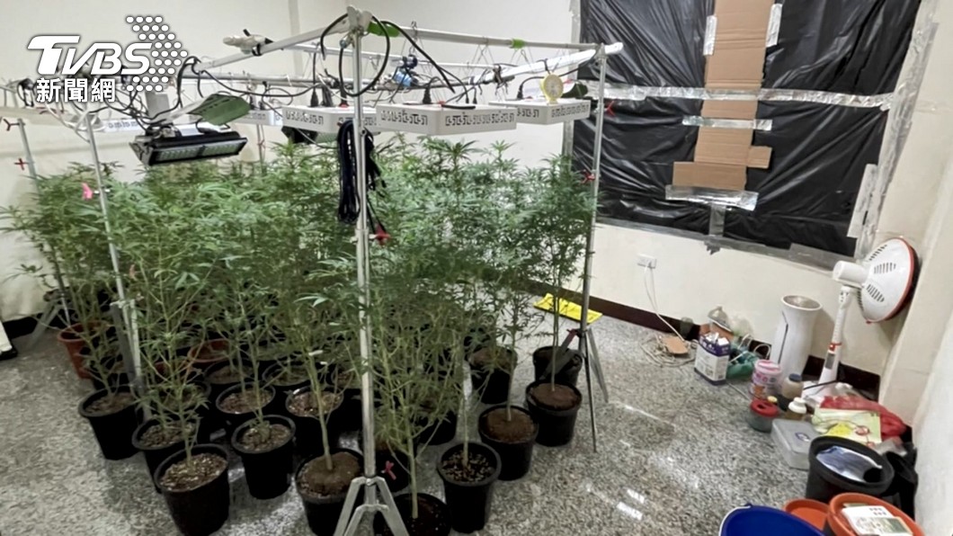 最富自耕農?阿伯家裡搭溫室種大麻被逮 警估市值近億