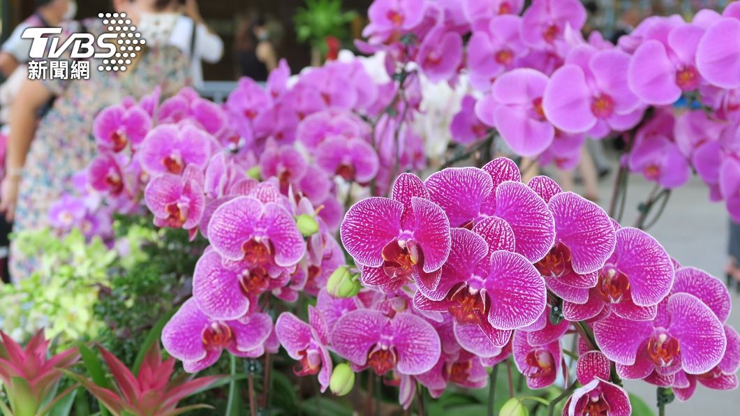 台灣蘭花連8年綻放紐約 展出750盆歷屆最多