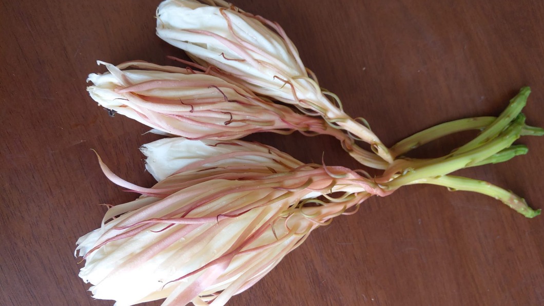 社區撿到「神祕花」怎麼辦? 饕客流口水:可煮5碗湯