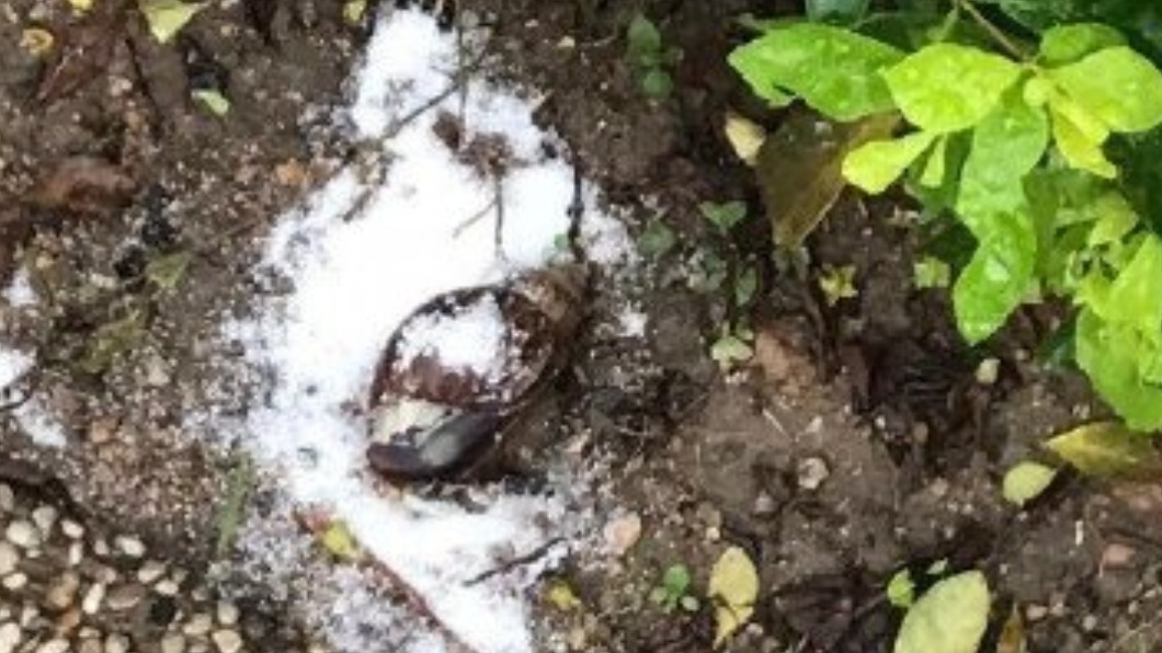 撒鹽殺死蝸牛 港博士生涉殘害動物被捕