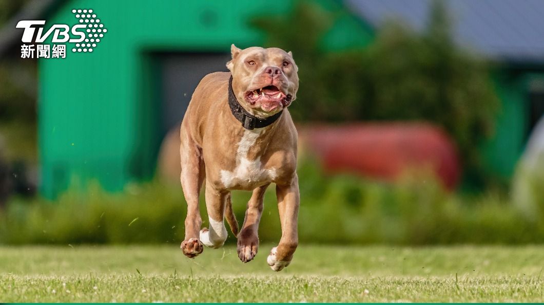 婦人在家突被家中鬥牛犬攻擊。 (示意圖/shutterstock達志影像)