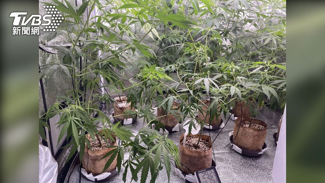 校外牛肉麵店賣大麻 檢警破獲北中南4處供應鏈