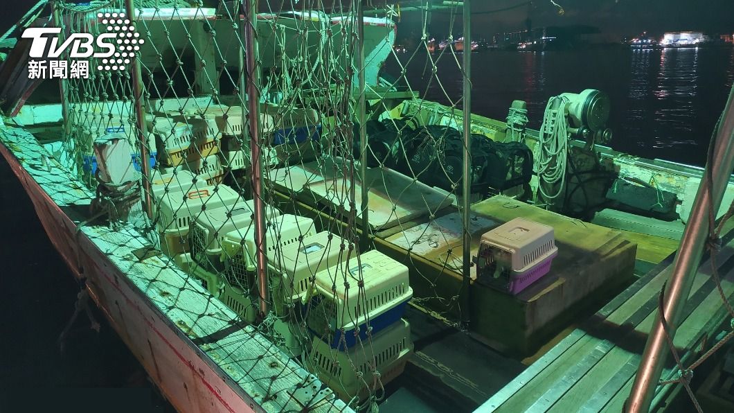 前海巡也涉案!154隻走私貓遭安樂死 檢起訴9人求重刑