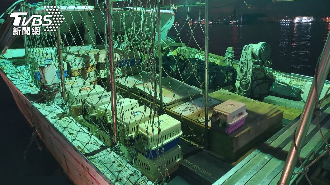 走私貓安樂死引議　綠：修法提高相關罰則為共識