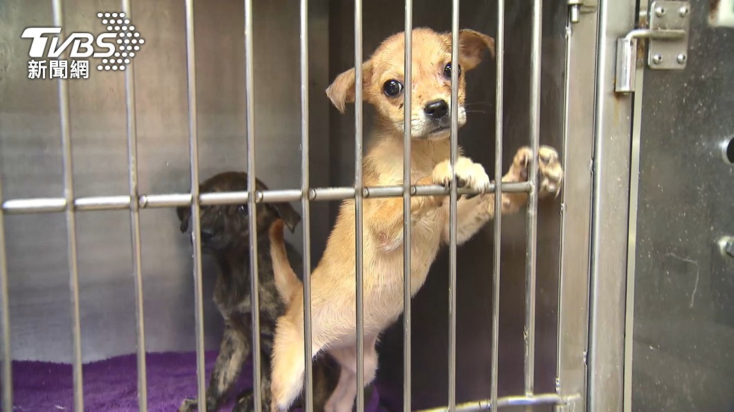合法進口無論犬貓都要耗費相當大的成本。(圖/TVBS)