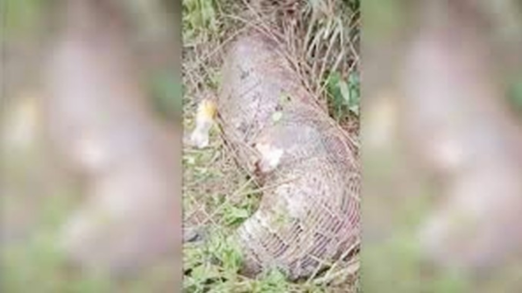 蟒蛇腹裂撐死的慘況讓當地居民嚇壞了。（圖／翻攝自《泰國世界日報》）