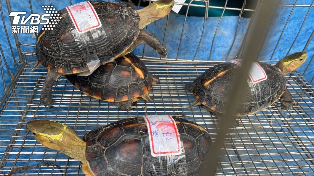 毒犯抓食蛇龜擬販售 遭逮還辯稱:不知是保育類