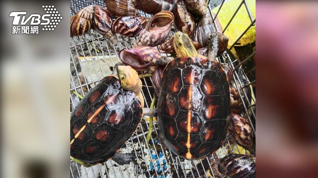 陳嫌每天投放蝸牛、生雞肉餵養。(圖/TVBS)