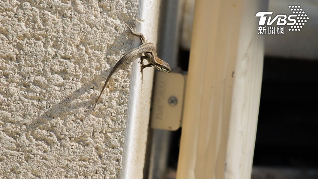 貼文曝光後,有不少網友猜測是「壁虎」的叫聲。(示意圖/shutterstock達志影像)