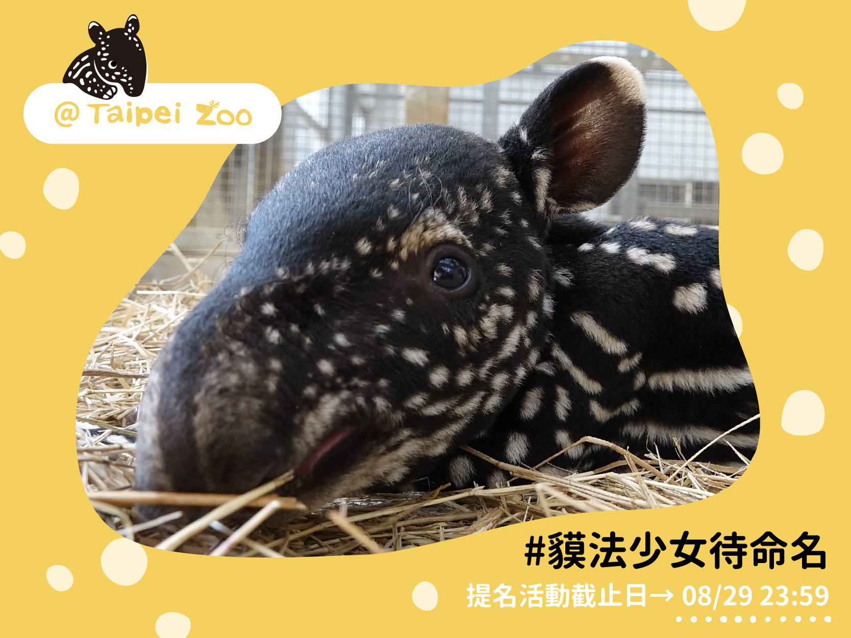 台北市立動物園發起「馬來膜寶寶命名」活動。(圖/翻攝自台北市立動物園Facebook)