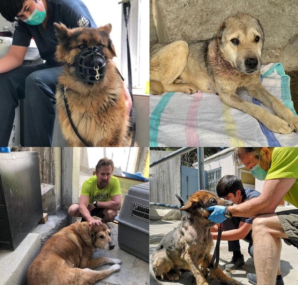 法廷長期在阿富汗從事動物救援行動。(圖/翻攝自penfarthing IG)
