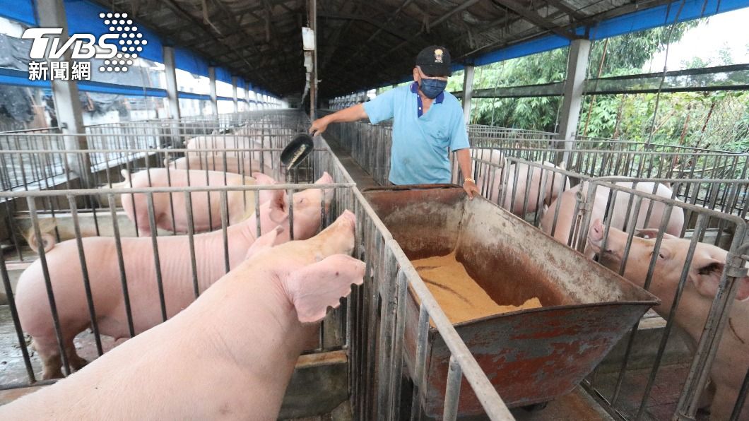 圖為高雄養豬業者以飼料飼養豬群。(圖/中央社)