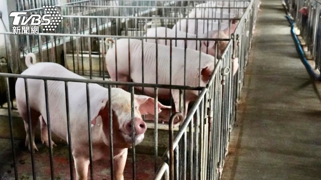 開放萊豬後國產豬自給率反升　陳吉仲：養豬業已受益