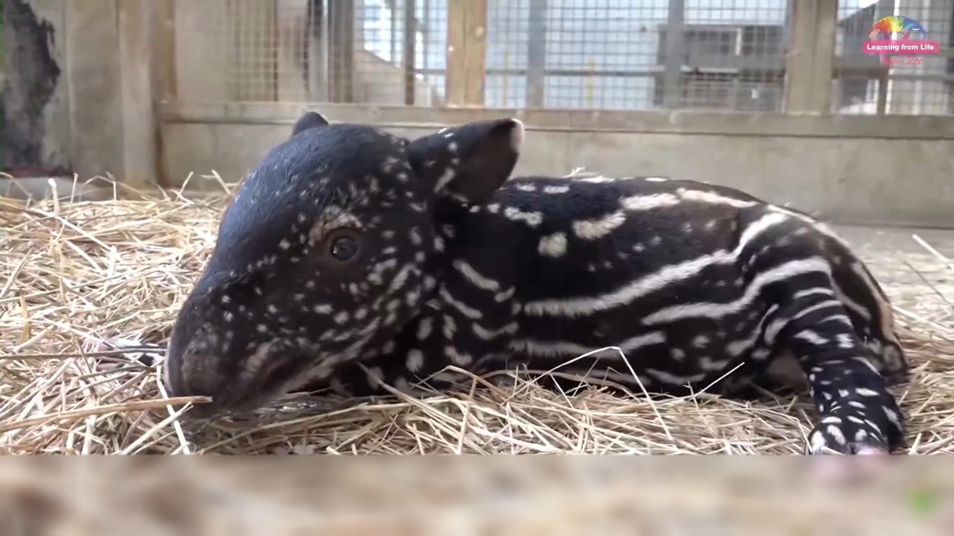 圖／翻攝自台北市立動物園