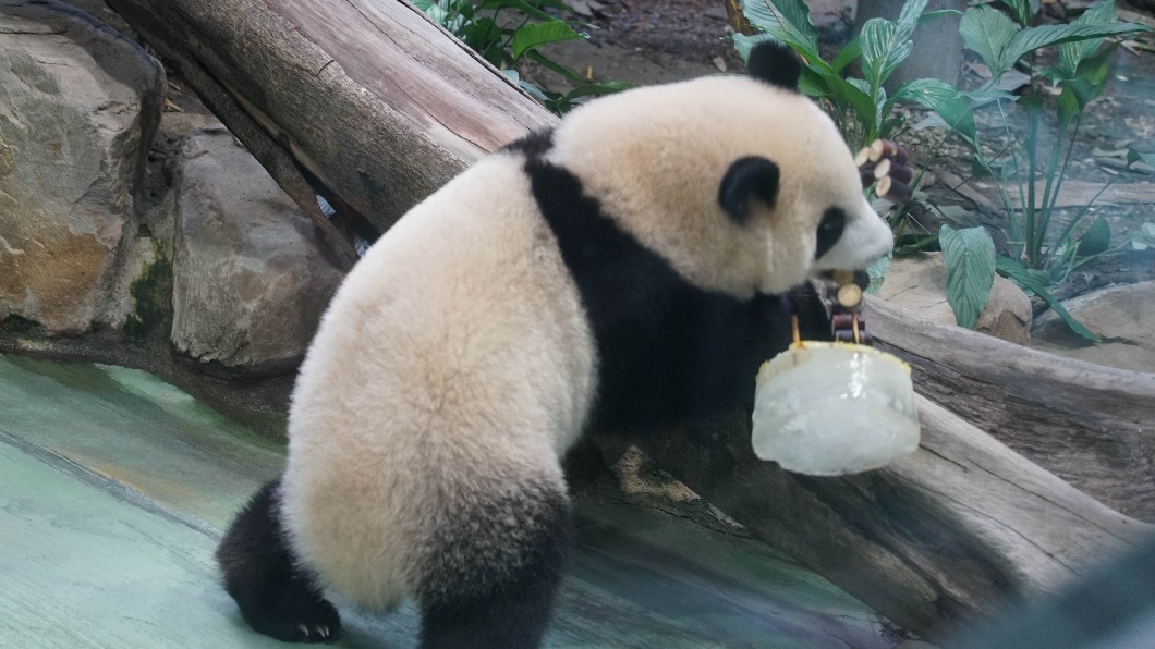 圓寶「外帶」蛋糕獨自享用。(圖/台北市立動物園提供)