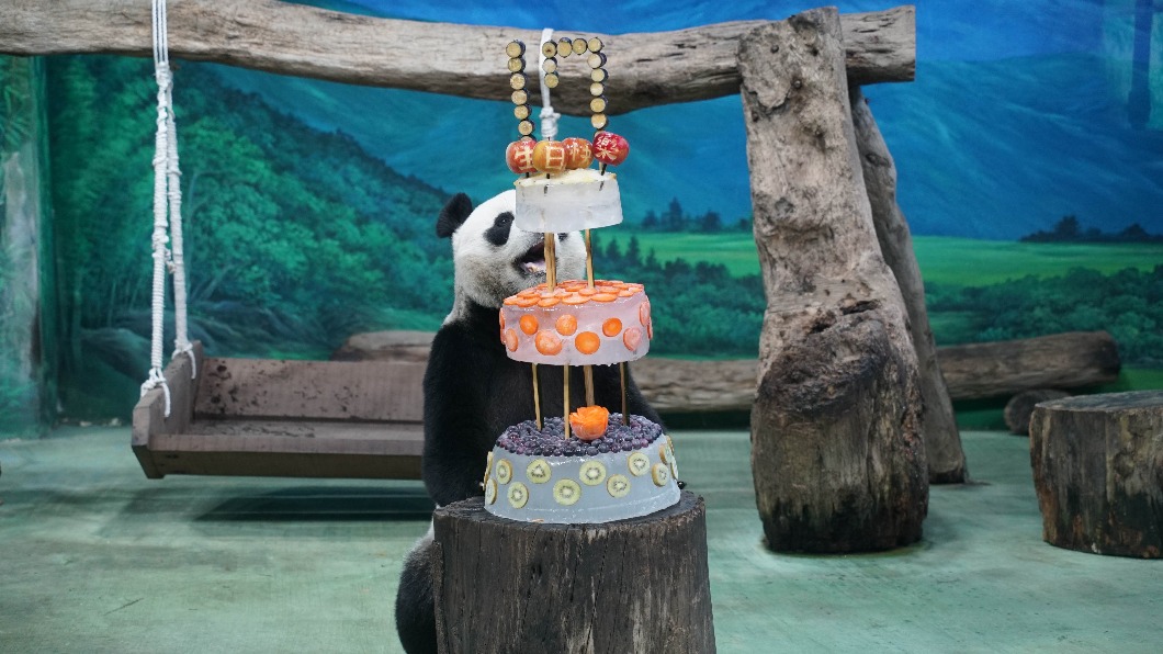 大貓熊團團圓圓17歲了。(圖/台北市立動物園提供)
