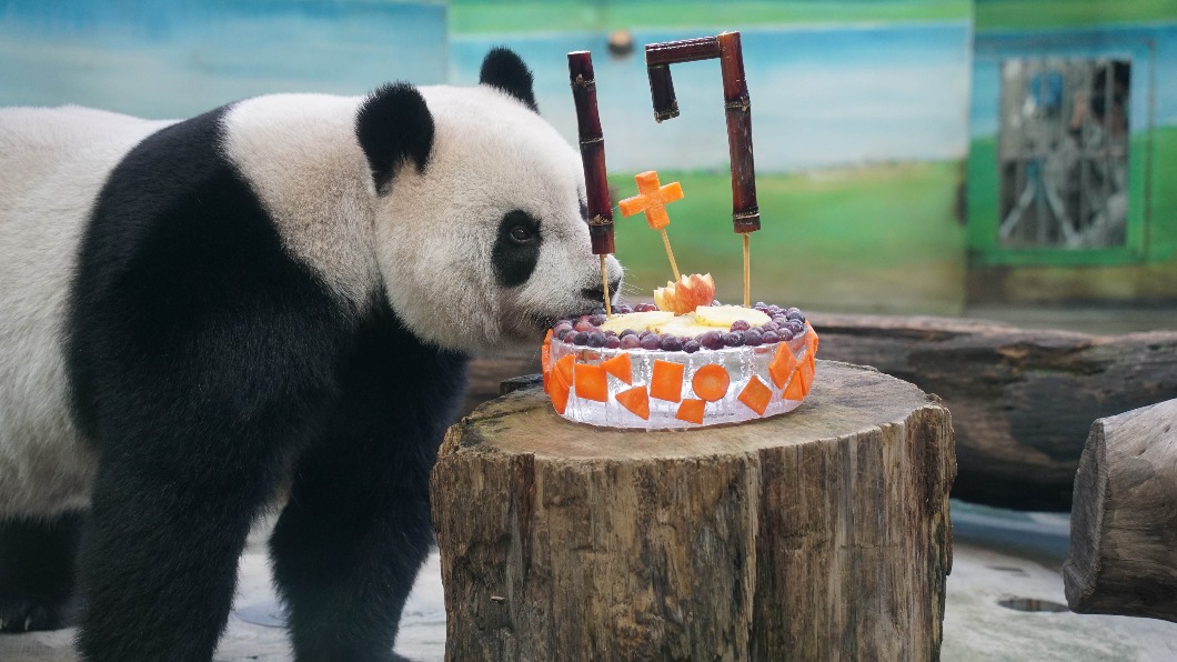團團生病沒口福,圓仔開心幫爸爸享用。(圖/台北市立動物園提供)