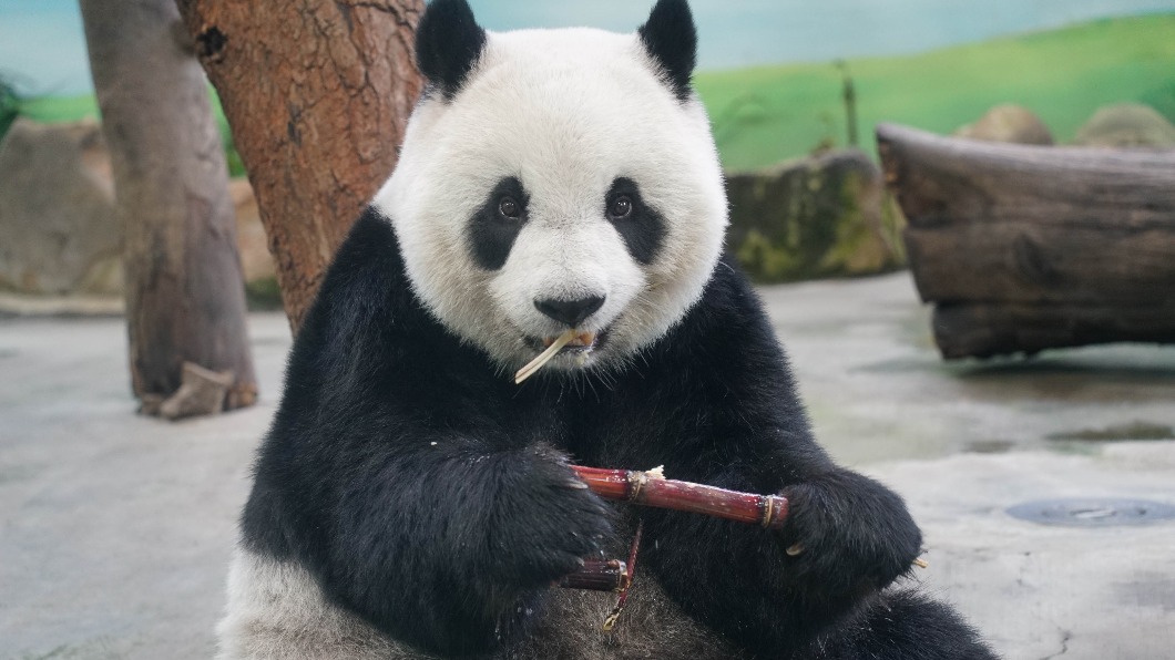 圓仔吃甘蔗。(圖/台北市立動物園提供)