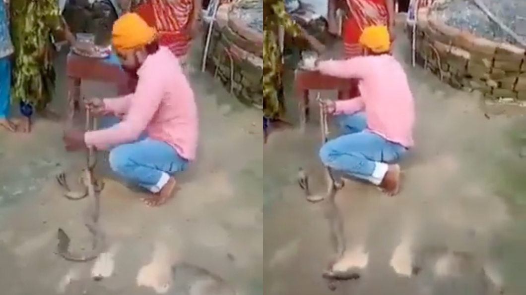 曼莫漢試圖將2條蛇纏繞在一起。(圖/翻攝自Backchod Indian推特)