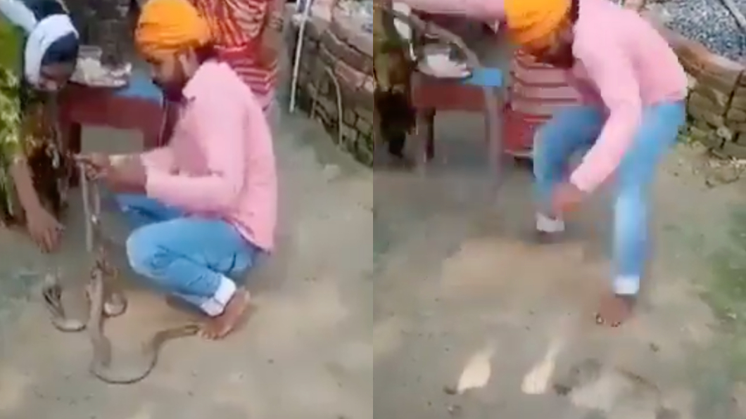曼莫漢被蛇狠咬後,當場嚇得跳起來。(圖/翻攝自Backchod Indian推特)