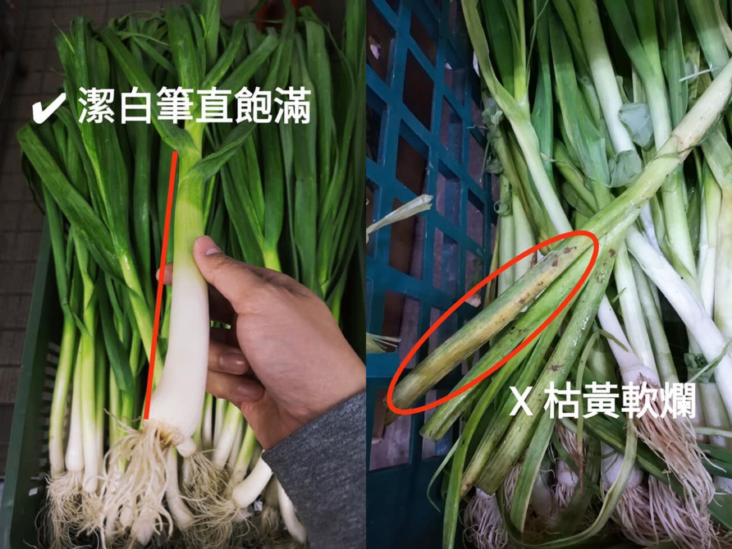 網友分享挑選蒜苗的方法。(圖/翻攝自廚藝公社臉書)