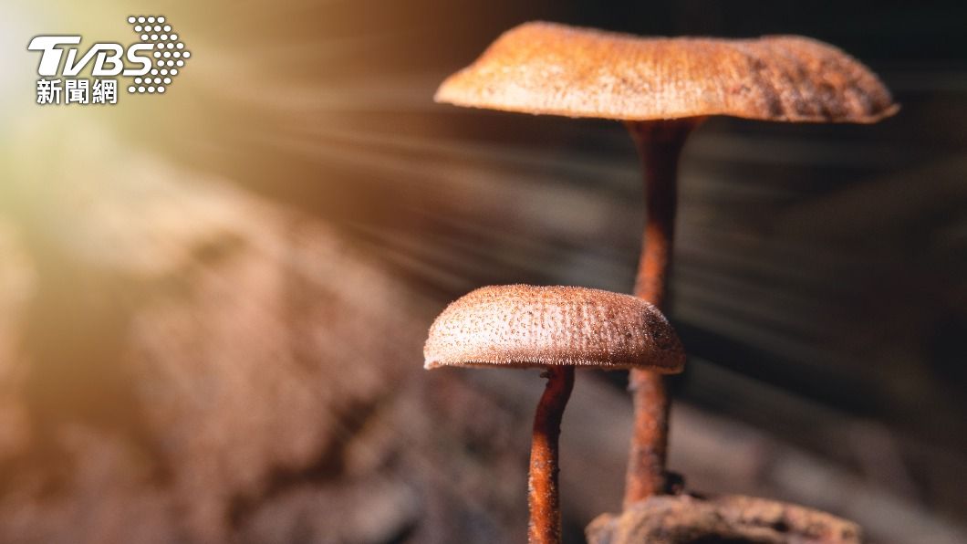一家阿富汗人在波蘭當地誤吃「毒菇」。（示意圖／shutterstock 達志影像）