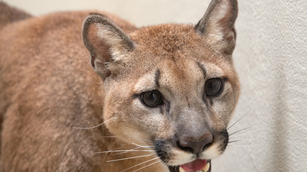 扯!紐約飼主在家飼養美洲獅 「驚覺不對」急送走