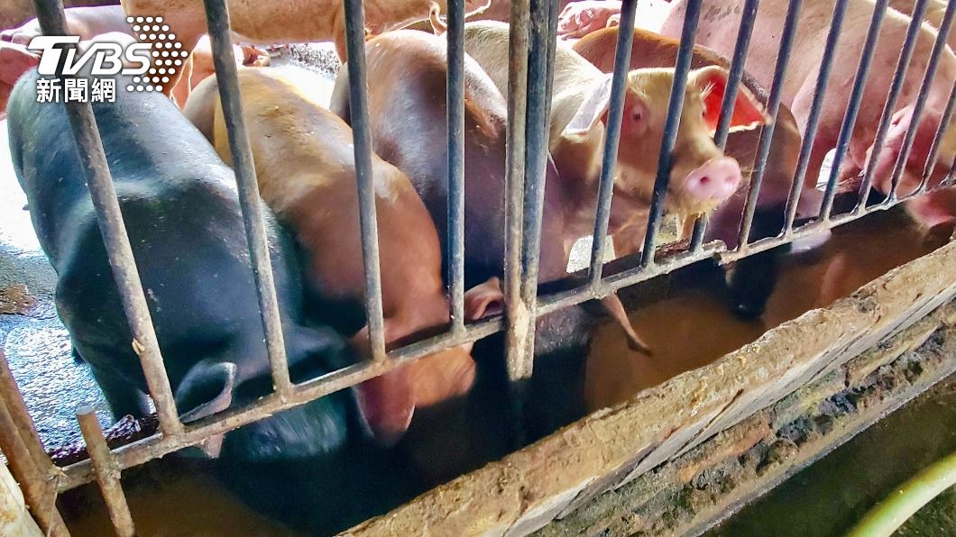 防非洲豬瘟禁廚餘 陳吉仲:養豬場一場都不能淪陷