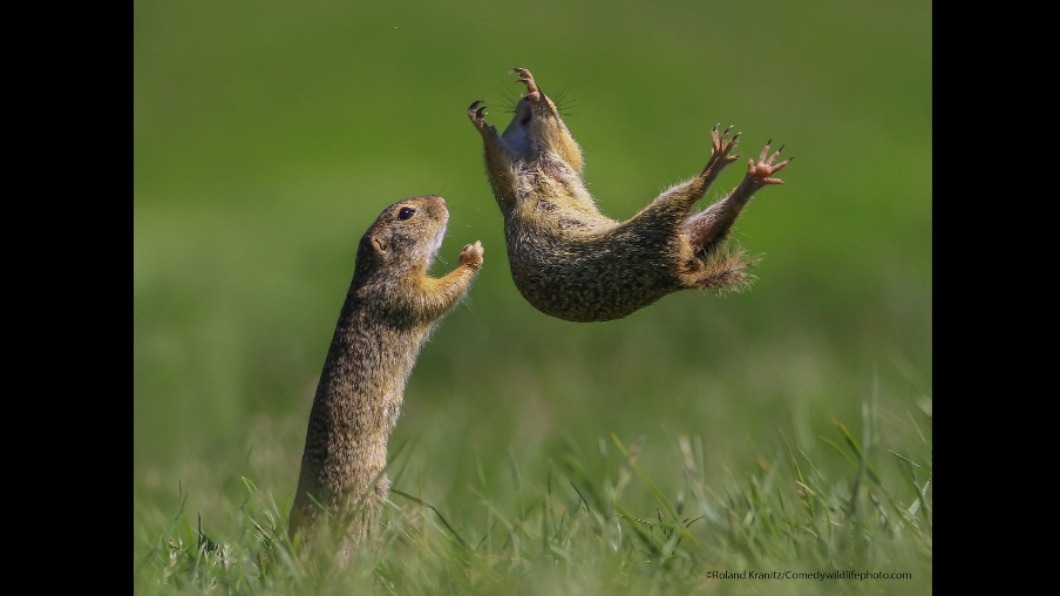 (圖/翻攝自搞笑野生動物攝影獎網站)