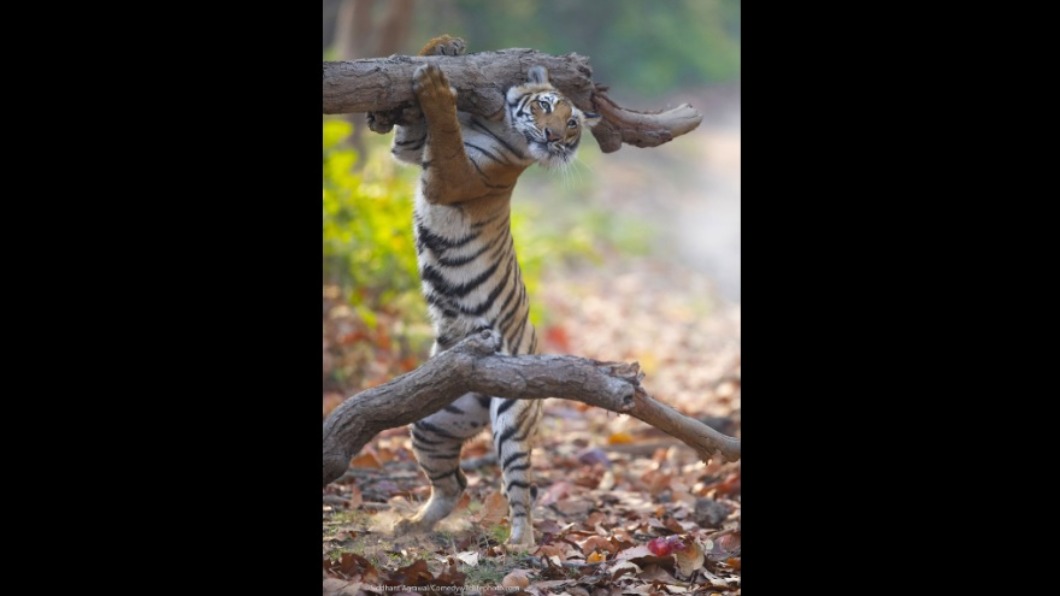 (圖/翻攝自搞笑野生動物攝影獎網站)