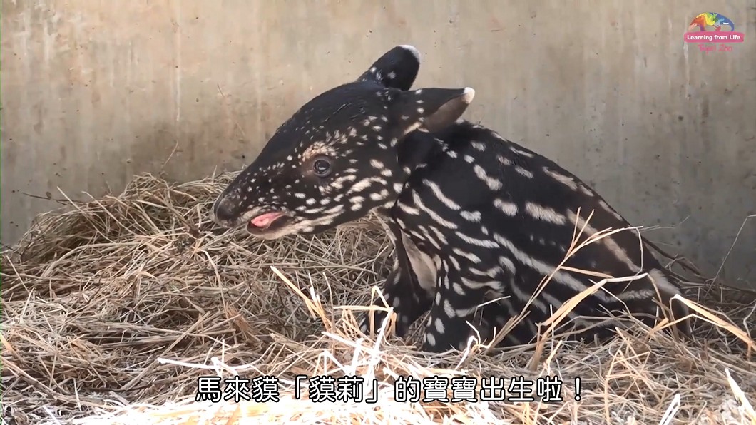 圖/翻攝自網路