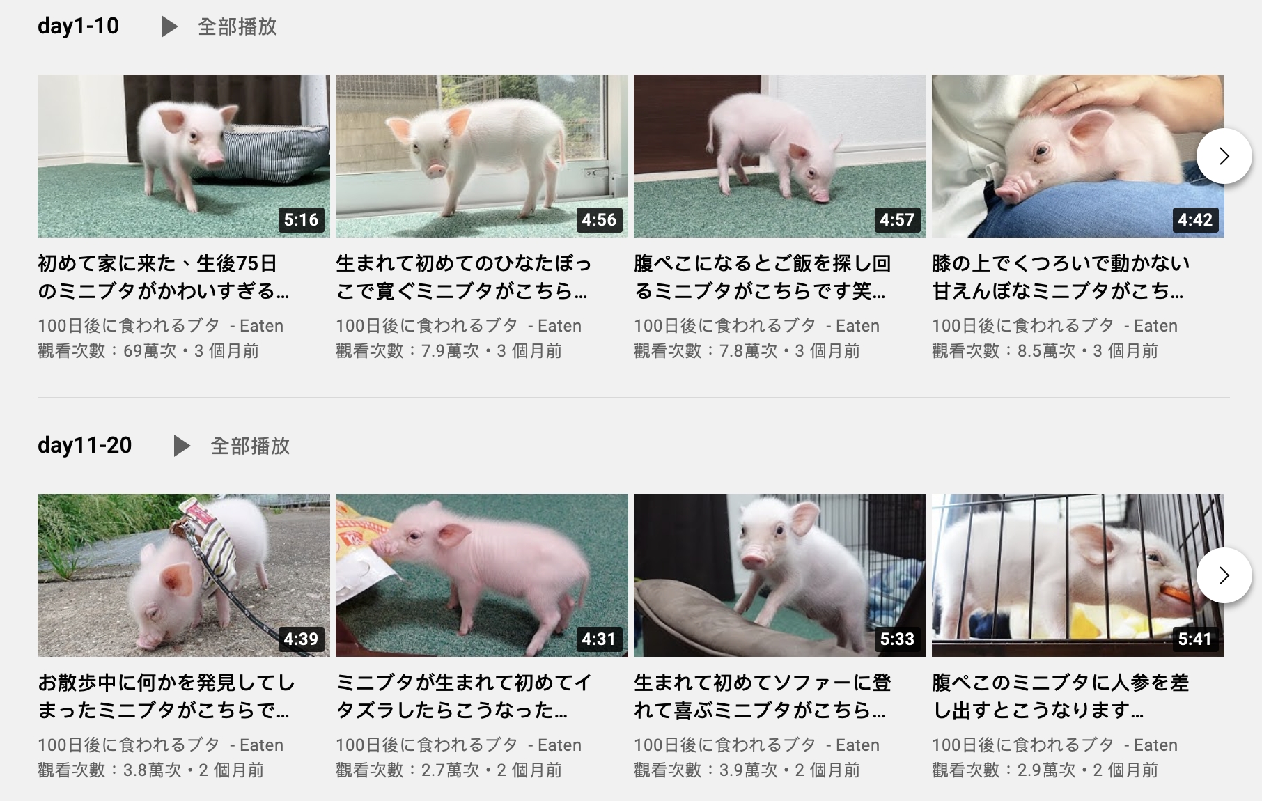 「一百天後吃掉的豬(100日後に食われる豚)」企劃。(圖/翻攝自100天后吃的猪頻道)