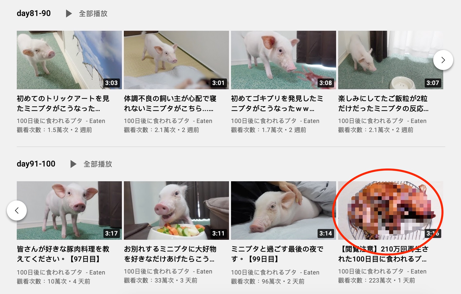 到了第100天五花肉真的變烤豬。(圖/翻攝自100天后吃的猪頻道)