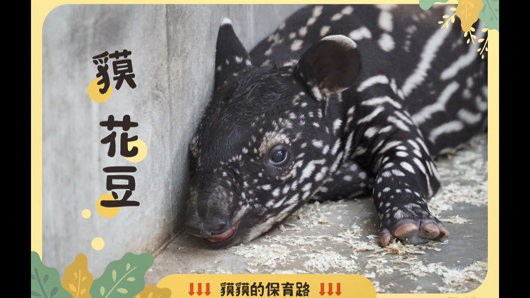圖/台北市立動物園