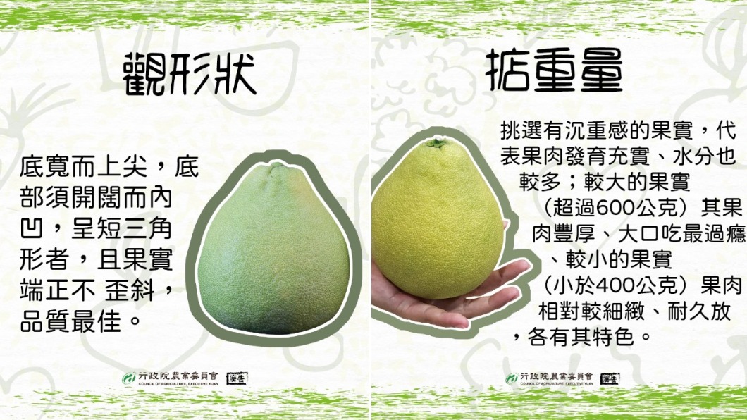 農委會教大家挑出好吃的文旦。(圖/翻攝自行政院農委會臉書)