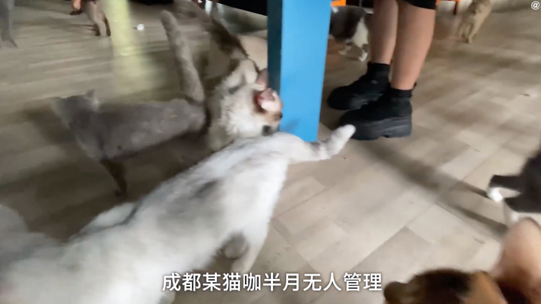 倖存的貓咪全都骨瘦如柴。（圖／翻攝自和貓住微博）