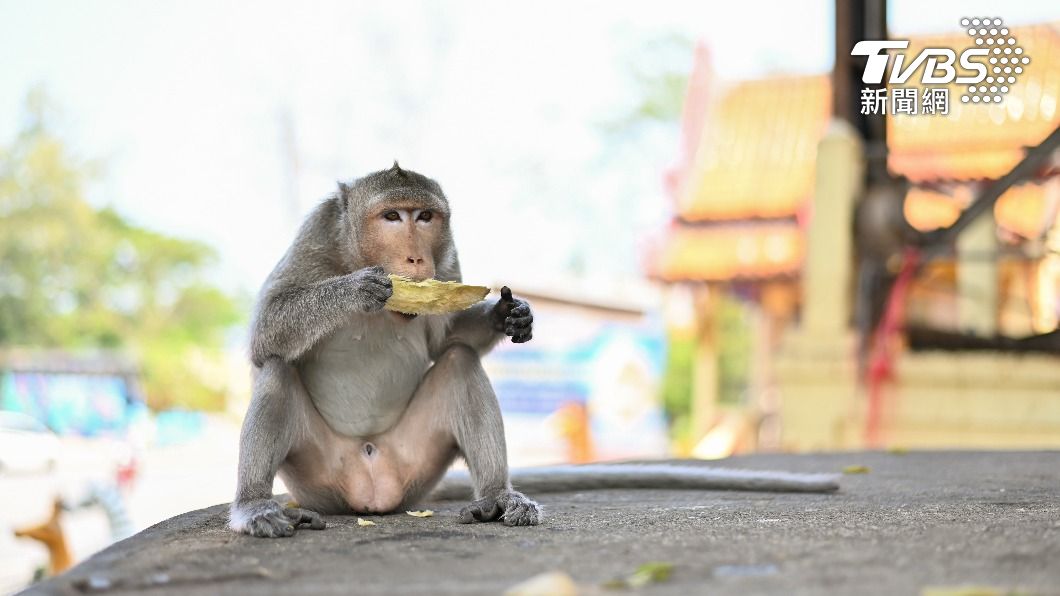 猴群因缺少食物而變得較兇殘。(示意圖/shutterstock達志影像)