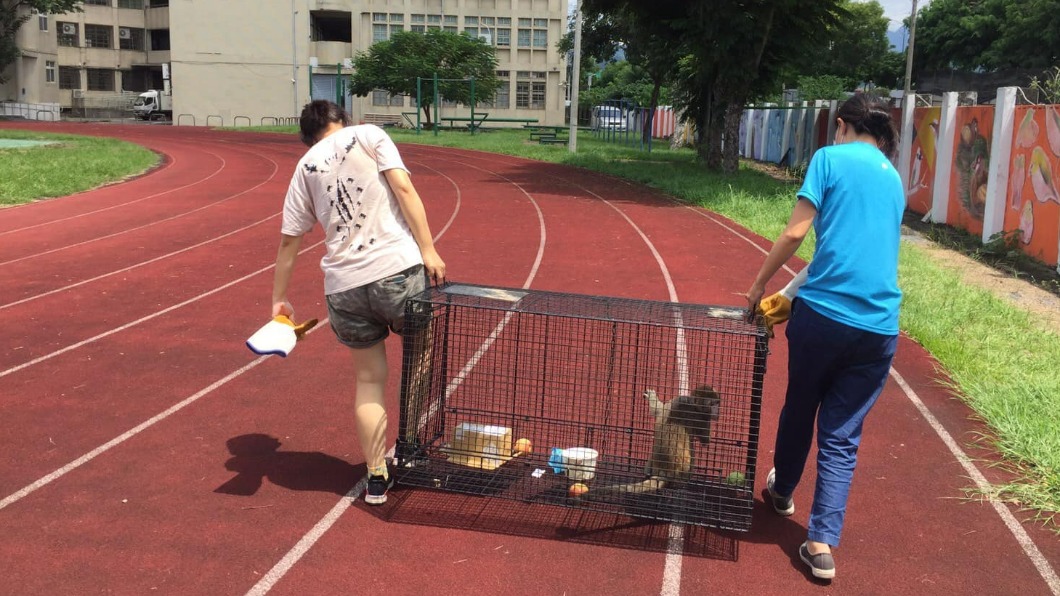 獼猴最終在動保局人員的護送下，離開校園。（圖／翻攝自沈樹林臉書）