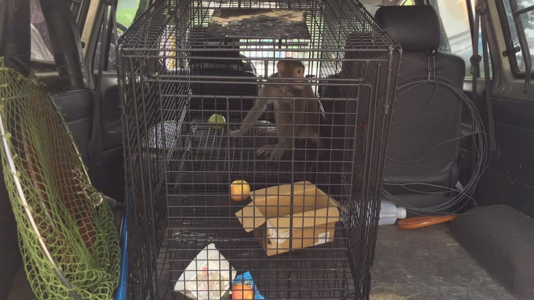 獼猴最終在動保局人員的護送下，離開校園。（圖／翻攝自沈樹林臉書）