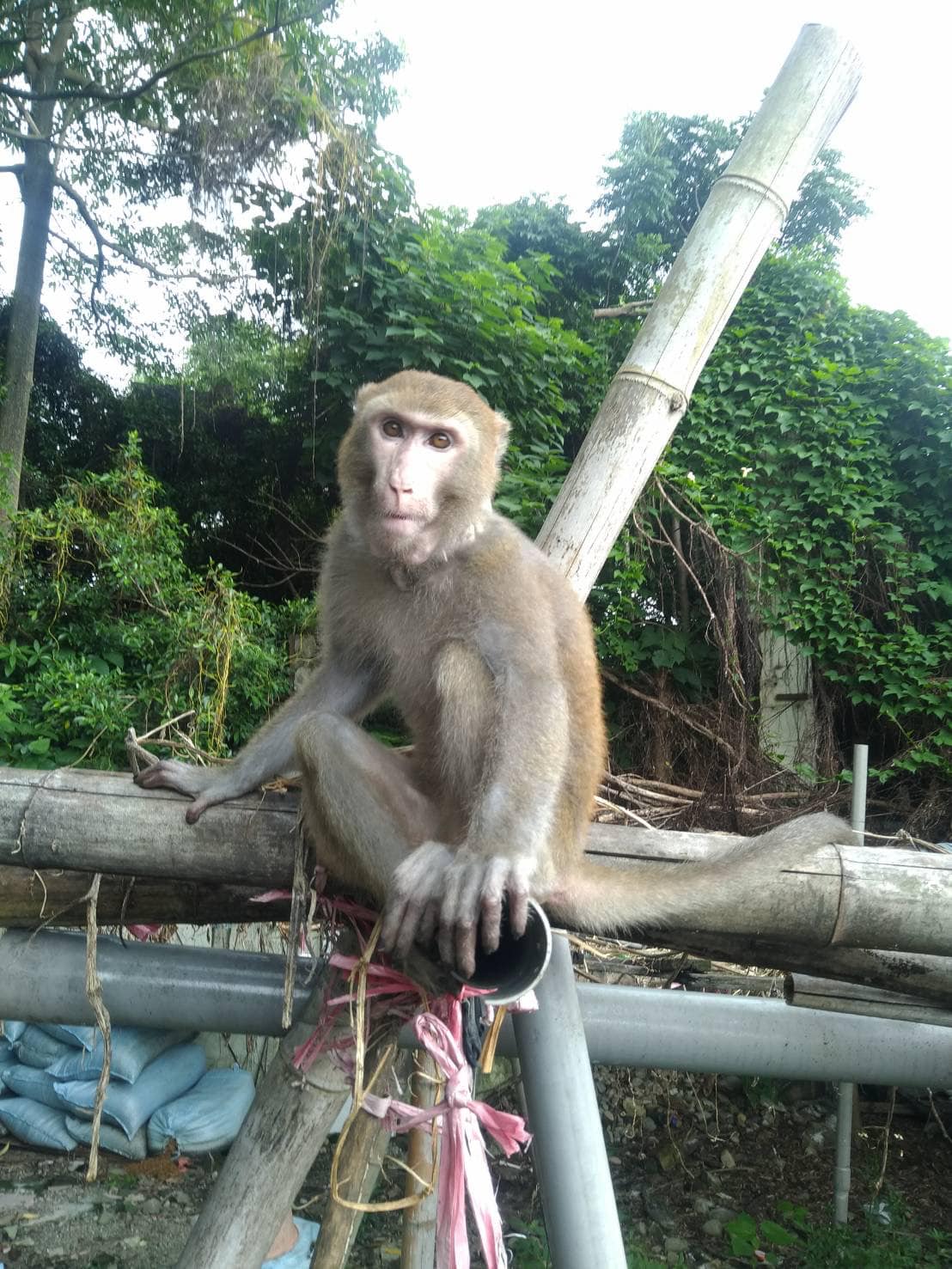 獼猴擅闖長億高中第二校區的開心農場。（圖／翻攝自沈樹林臉書）