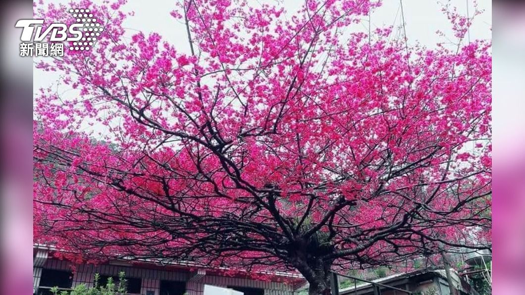 圖為「櫻花王」往年盛開美景。（圖／中央社）