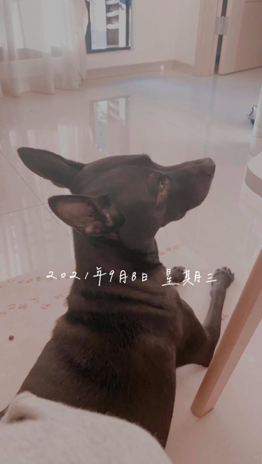 米可白分享愛犬暖舉。(圖/翻攝自米可白臉書)