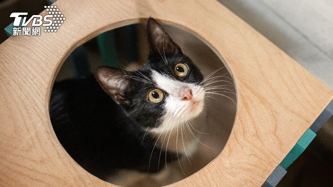 貓狂躺飼主左胸、發出詭聲不離開 竟意外救主人一命