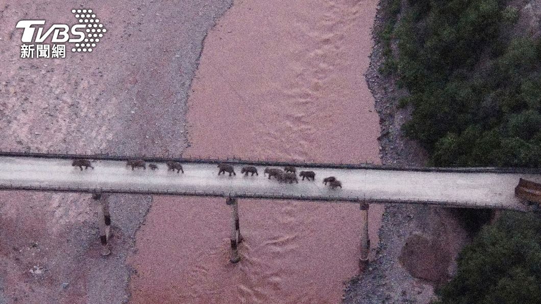 雲南北遷象群回家了 完全進入傳統棲息地範圍