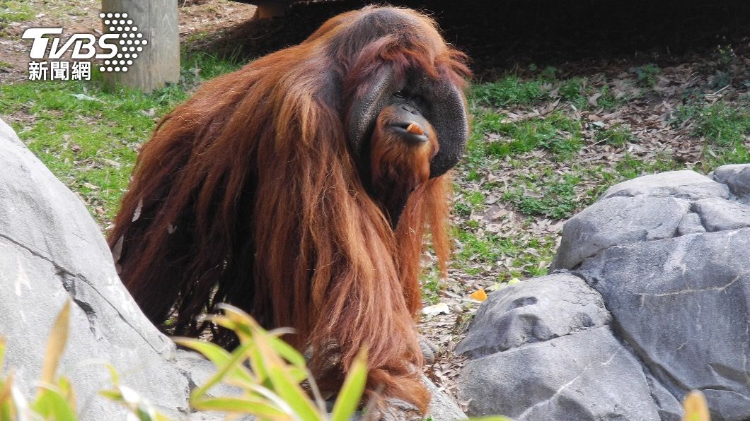 猩猩也染新冠肺炎!美動物園爆群聚感染 將施打動物疫苗
