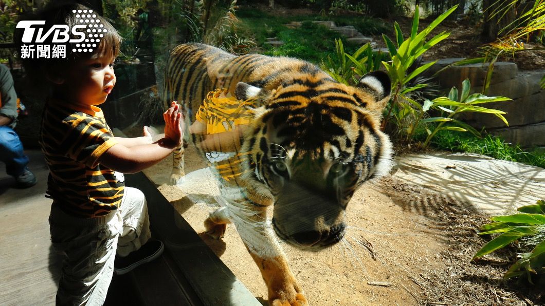園方將為猩猩、獅子等動物接種疫苗(示意圖/達志影像路透社)