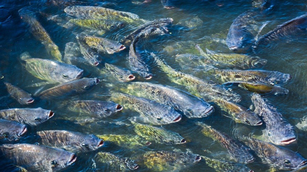 日本研發「綠光養魚」　生長期縮短.體格佳