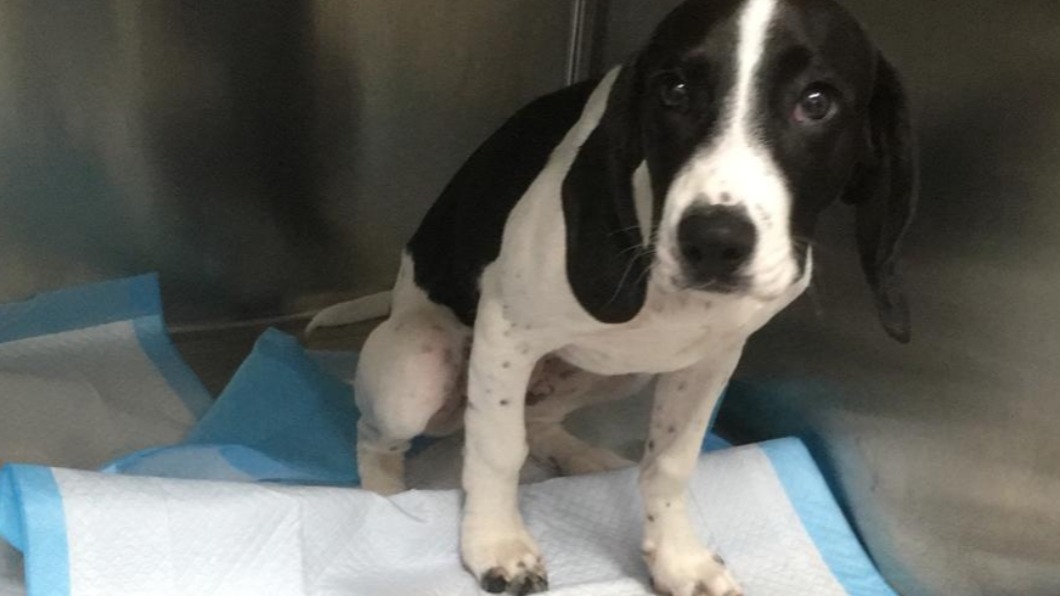 一吐驚人！愛犬吞「9隻」襪入肚　嚇壞飼主急送醫